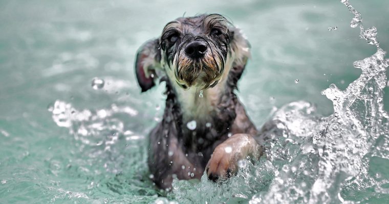 TIERE: Hitzetipps für Hunde – so wird der Sommer erträglich