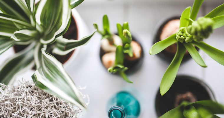 PFLANZEN: So hälst du deine Zimmerpflanzen am Leben