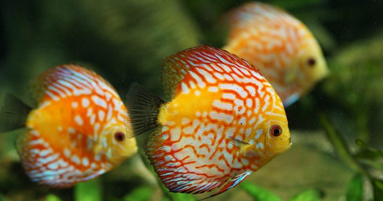5 Tipps für das Einrichten deines Aquariums