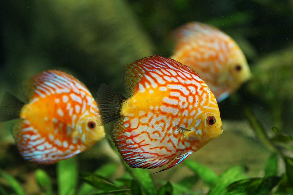 5 Tipps für das Einrichten deines Aquariums
