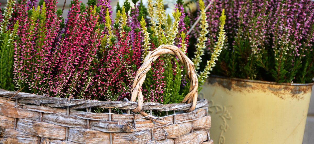 Winterpflanzen für deinen Balkon