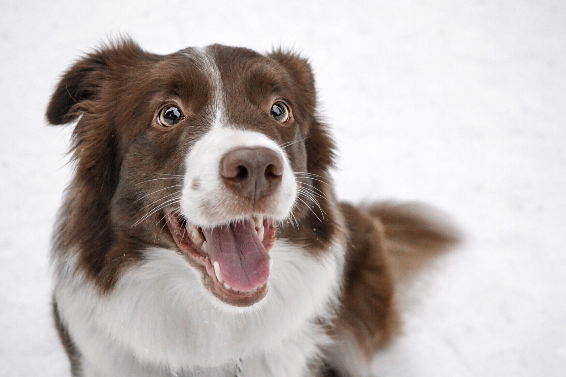 Tipps & Tricks: Hund und Winter